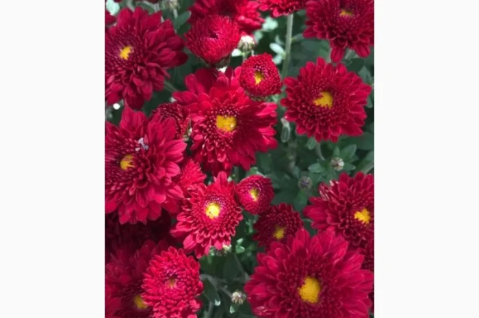 Маточник хризантемы крупноцветковой недорого- фото № 13