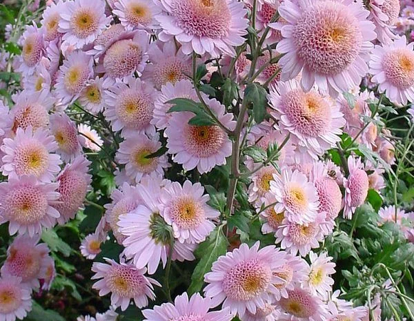 Маточник хризантемы крупноцветковой недорого- фото № 2