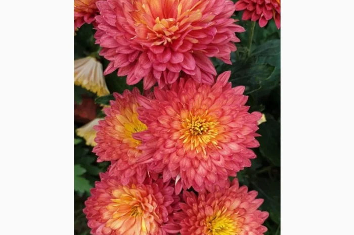 Маточник хризантемы крупноцветковой недорого- фото № 8