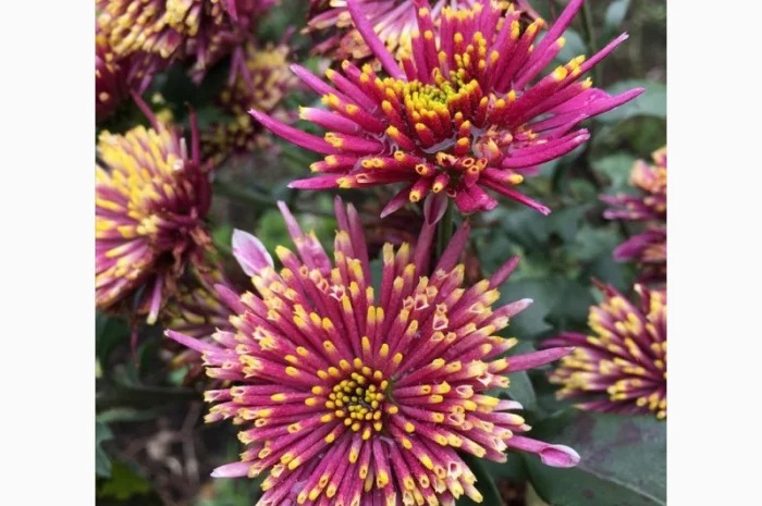 Маточник хризантемы крупноцветковой недорого- фото № 6