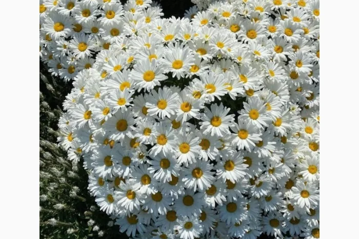 Маточник хризантемы крупноцветковой недорого- фото № 5