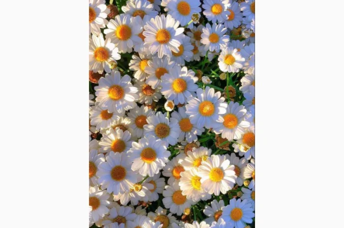 Маточник хризантемы крупноцветковой недорого- фото № 4