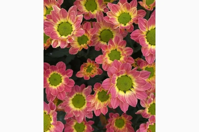 Маточник хризантемы крупноцветковой недорого- фото № 3