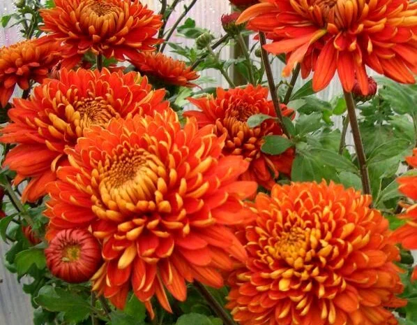 Маточник хризантемы крупноцветковой недорого- фото № 11