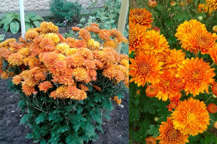 Маточник хризантемы крупноцветковой недорого- фото № 10