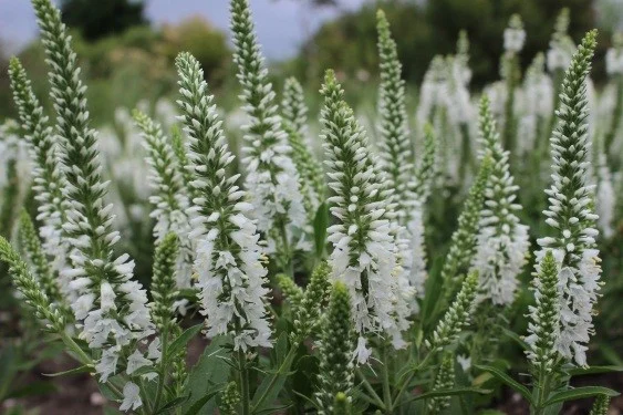 Физостегия розовая и белая по выгодной цене- фото № 4