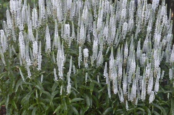 Физостегия розовая и белая по выгодной цене- фото № 5