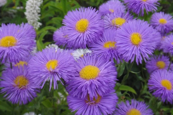 Альпийская сиреневая и голубая ромашка в наличии- фото № 1