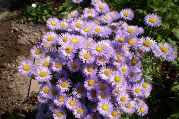 Альпийская сиреневая и голубая ромашка в наличии- фото № 12