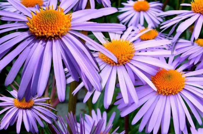 Альпийская сиреневая и голубая ромашка в наличии- фото № 6