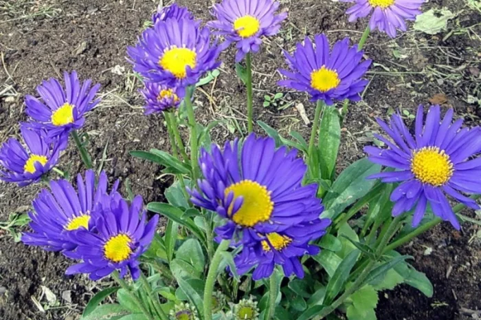 Альпийская сиреневая и голубая ромашка в наличии- фото № 3