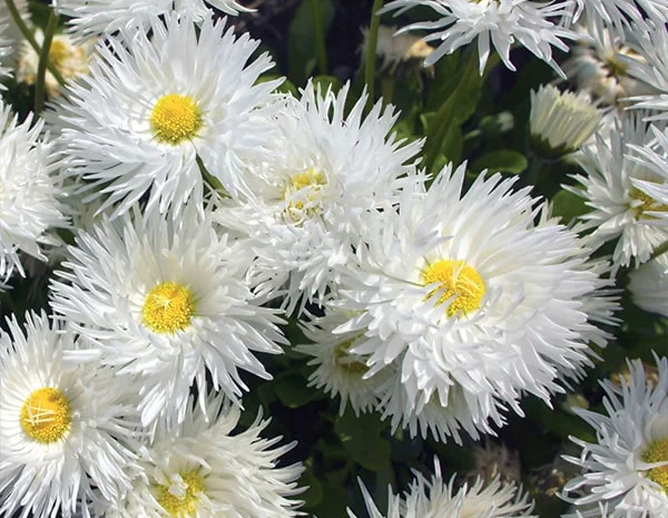 Альпийская сиреневая и голубая ромашка в наличии- фото № 2