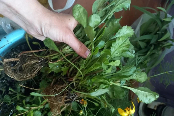 Альпийская сиреневая и голубая ромашка в наличии- фото № 5