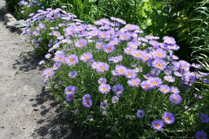 Альпийская сиреневая и голубая ромашка в наличии- фото № 7