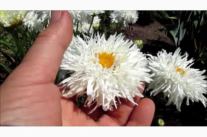 Альпийская сиреневая и голубая ромашка в наличии- фото № 8