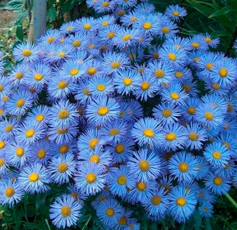 Альпийская сиреневая и голубая ромашка в наличии- фото № 9