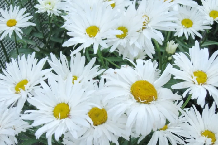 Альпийская сиреневая и голубая ромашка в наличии- фото № 10