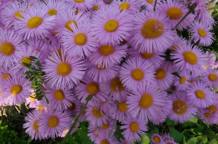 Альпийская сиреневая и голубая ромашка в наличии- фото № 11