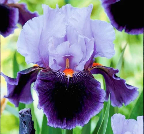 Высокорослые ирисы редкие цвета- фото № 2