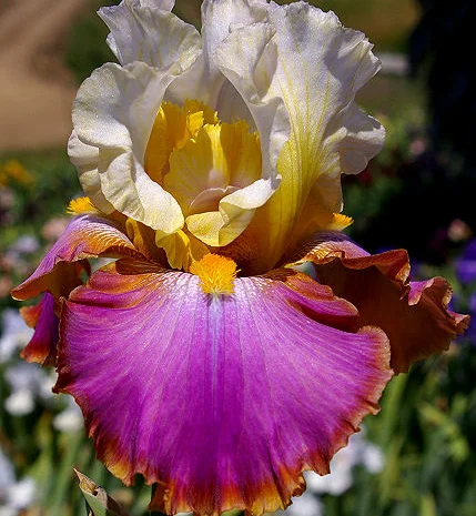 Высокорослые ирисы редкие цвета- фото № 10