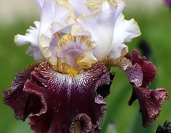 Высокорослые ирисы редкие цвета- фото № 8