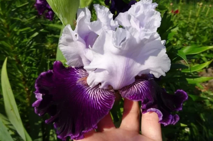 Высокорослые ирисы редкие цвета- фото № 7