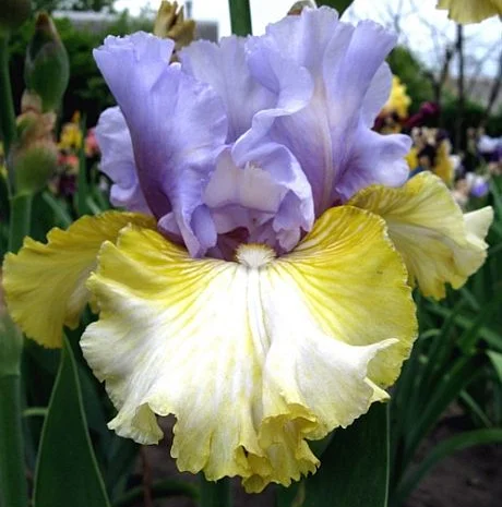 Высокорослые ирисы редкие цвета- фото № 5