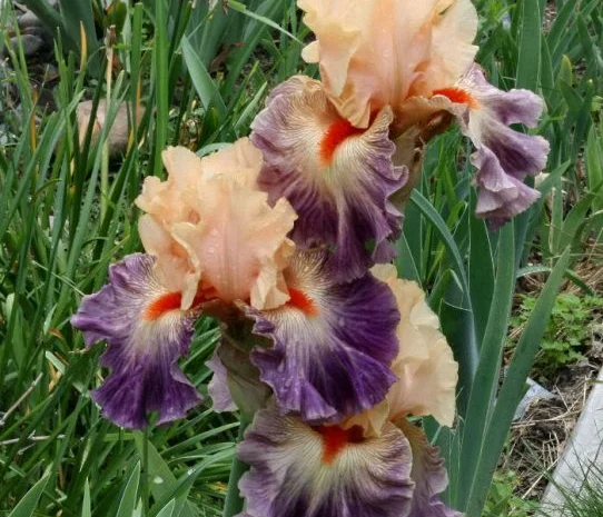 Высокорослые ирисы редкие цвета- фото № 4