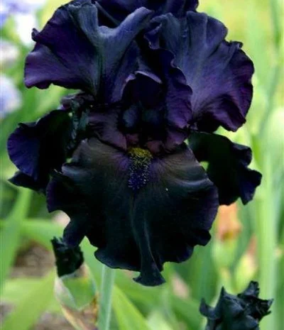 Высокорослые ирисы редкие цвета- фото № 18