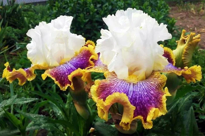 Высокорослые ирисы редкие цвета- фото № 3