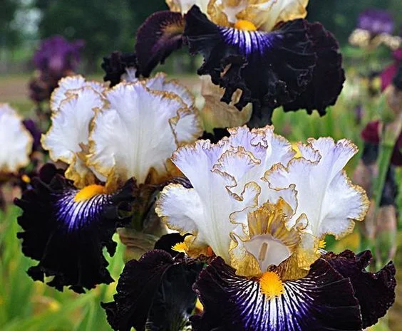 Высокорослые ирисы редкие цвета- фото № 17