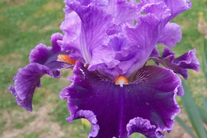 Высокорослые ирисы редкие цвета- фото № 16