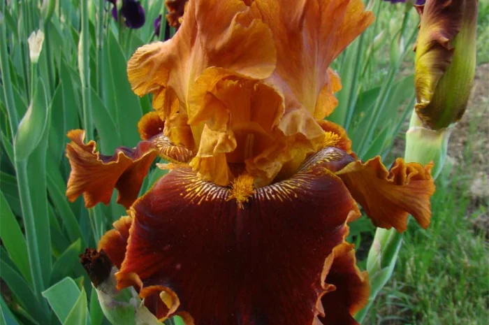 Высокорослые ирисы редкие цвета- фото № 13