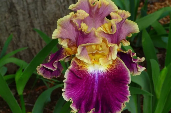 Высокорослые ирисы редкие цвета- фото № 12
