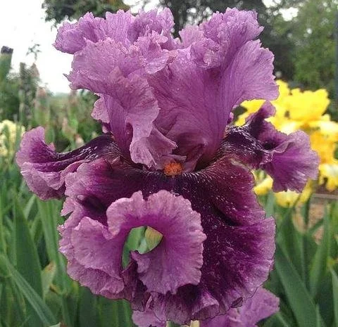 Высокорослые ирисы редкие цвета- фото № 11