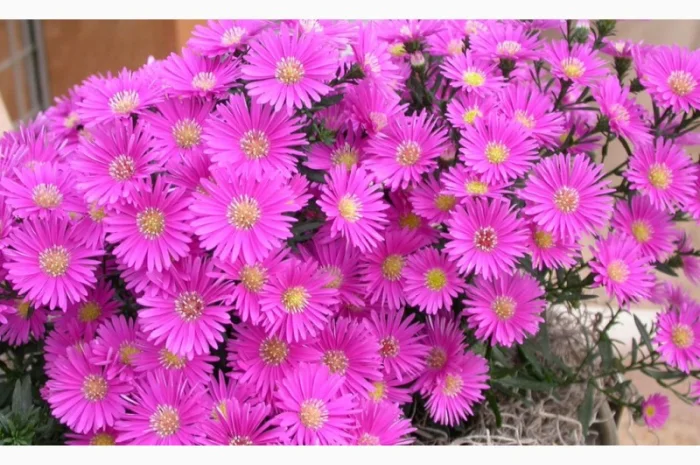 Мелколепестник крупный куст недорого 69 грн- фото № 1