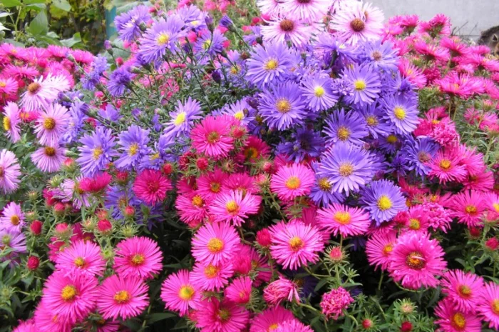 Мелколепестник крупный куст недорого 69 грн- фото № 10