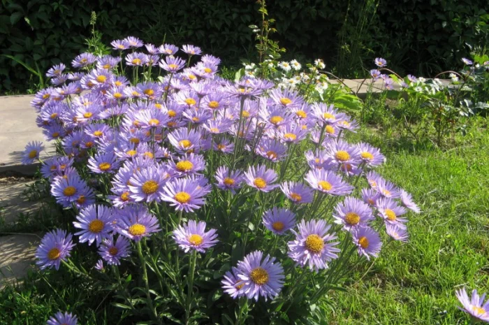 Мелколепестник крупный куст недорого 69 грн- фото № 11