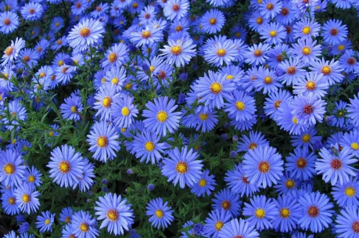 Мелколепестник крупный куст недорого 69 грн- фото № 2