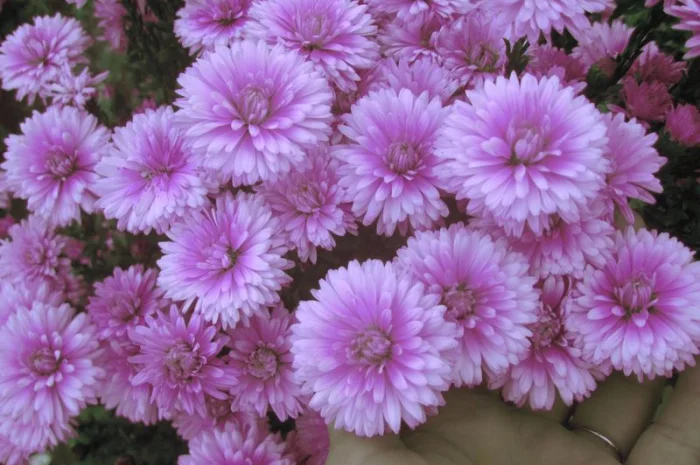 Мелколепестник крупный куст недорого 69 грн- фото № 4