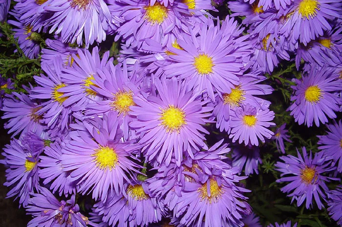 Мелколепестник крупный куст недорого 69 грн- фото № 5