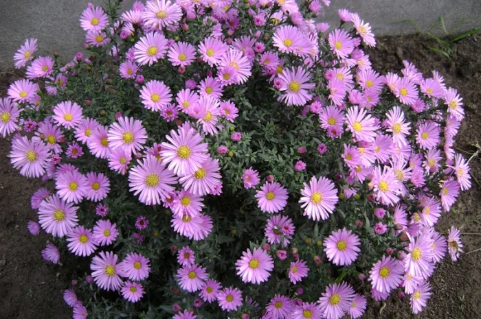 Мелколепестник крупный куст недорого 69 грн- фото № 6