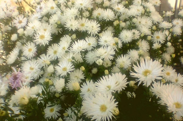 Мелколепестник крупный куст недорого 69 грн- фото № 7