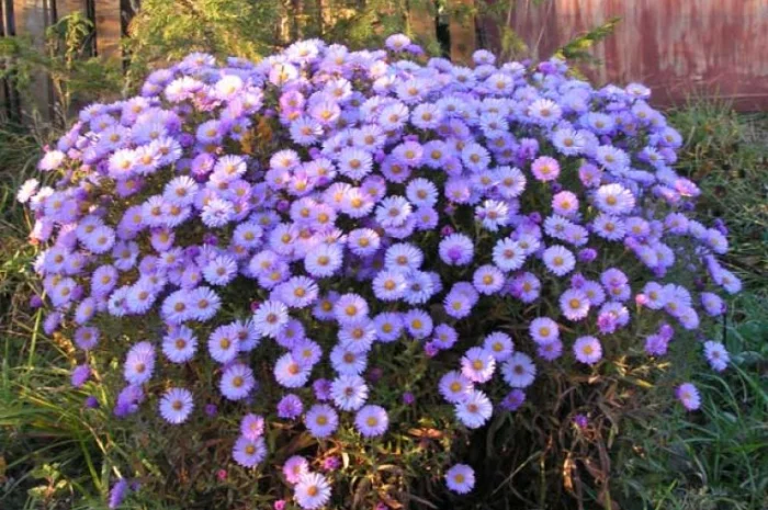 Мелколепестник крупный куст недорого 69 грн- фото № 8