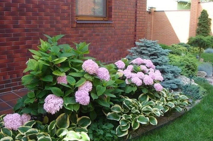 Хоста королевская Wide Brim всего за 99 грн- фото № 4