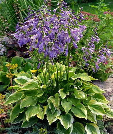 Хоста королевская Wide Brim всего за 99 грн- фото № 5