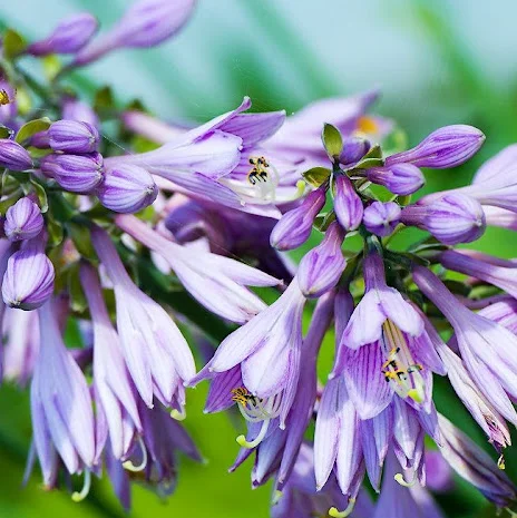 Хоста королевская Wide Brim всего за 99 грн- фото № 7