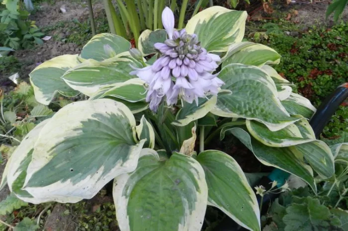 Хоста королевская Wide Brim всего за 99 грн- фото № 8