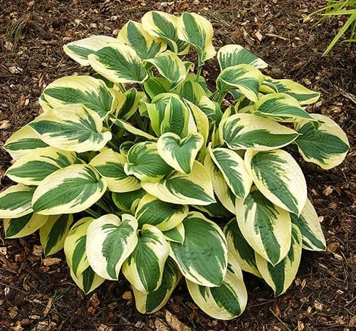 Хоста королевская Wide Brim всего за 99 грн- фото № 9