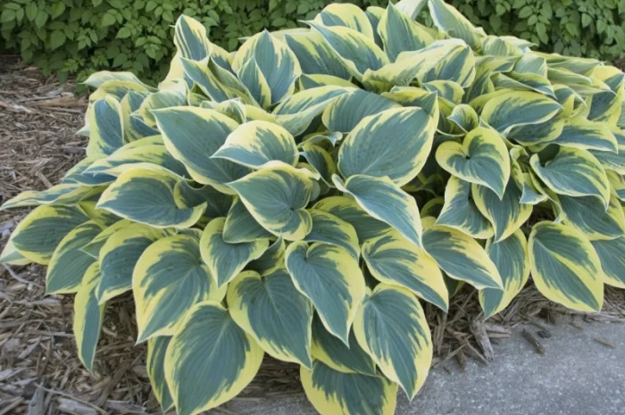 Хоста королевская Wide Brim всего за 99 грн- фото № 1